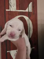 Casca Highbottom lace ears & blue eyes, a male Basset Hound for sale in Show Low, AZ – 3 of 10