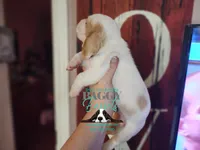 King Sombra, a male Basset Hound for sale in Show Low, AZ – 3 of 10
