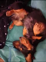 Fang , a male Miniature Dachshund for sale in Show Low, AZ – 3 of 3