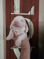 Coryo Snow lace ears & blue eyes, a male Basset Hound for sale in Show Low, AZ – 3 of 8