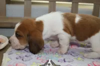 processed/cb8bd5fb-a62b-443f-8d33-b4817364ef2b/listing/eaac8509-9858-4ca3-b2e9-2e7825be7a2c/cd360ffd-ecd9-41fc-a6ba-11830305d820