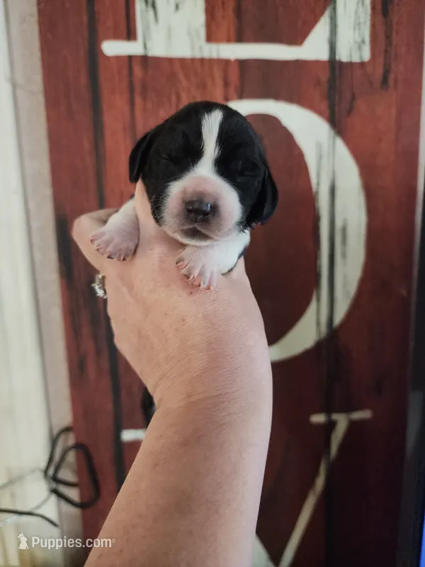 Allie – Basset Hound puppy for sale in Show Low, AZ