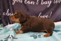 Curious George , a male Miniature Dachshund for sale in Mesa, AZ – 10 of 10
