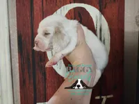 Flurry, a female Basset Hound for sale in Show Low, AZ – 6 of 8