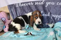 Sina, a female Basset Hound for sale in Mesa, AZ – 6 of 10