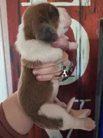 Pua, a female Basset Hound for sale in Mesa, AZ – 7 of 8