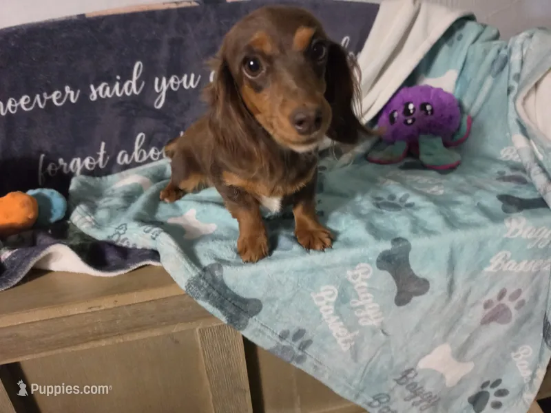 Lilly – Miniature Dachshund puppy for sale in Show Low, AZ