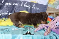 Curious George , a male Miniature Dachshund for sale in Mesa, AZ – 10 of 10