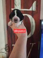 Allie, a female Basset Hound for sale in Show Low, AZ – 4 of 6