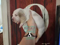 Twilight, a female Basset Hound for sale in Show Low, AZ – 4 of 10