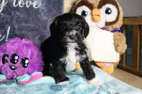 Duke, a male Miniature Schnauzer and Cavalier King Charles Spaniel for sale in Show Low, AZ – 2 of 5