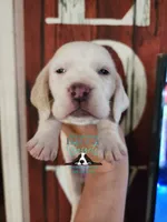 Celestia, a female Basset Hound for sale in Show Low, AZ – 7 of 8