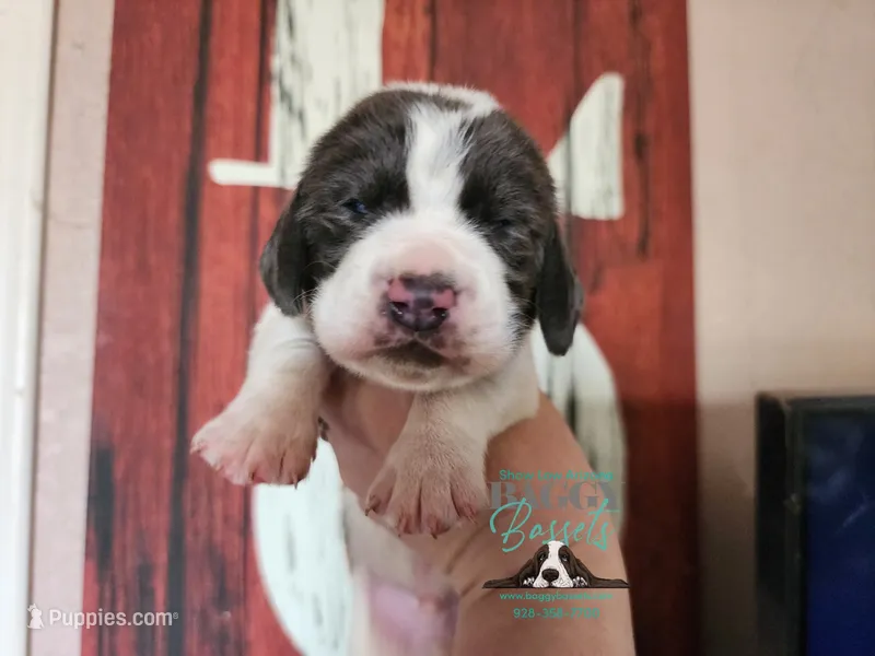 Maui – Basset Hound puppy for sale in Mesa, AZ