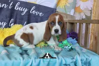 Tahiti, a female Basset Hound for sale in Mesa, AZ – 4 of 10