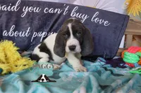 Maui, a male Basset Hound for sale in Mesa, AZ – 9 of 10