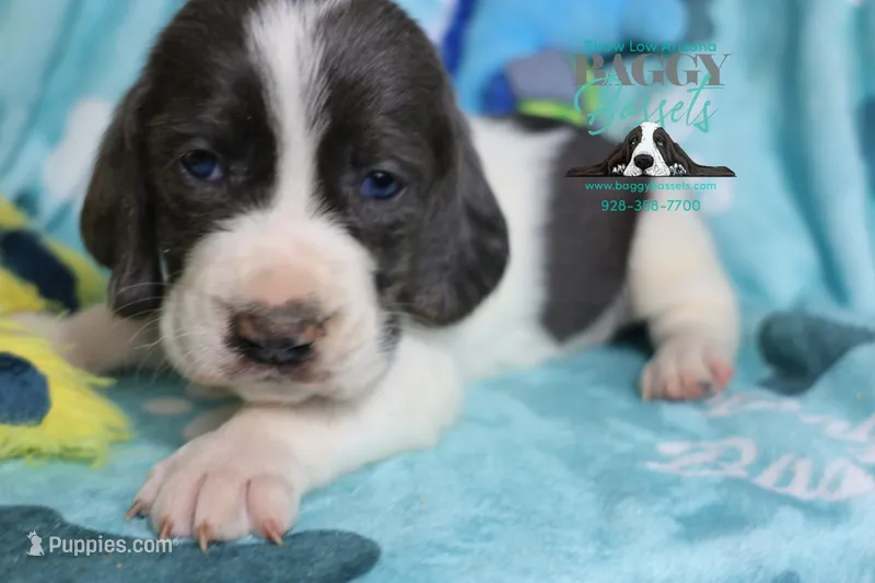 Maui – Basset Hound puppy for sale in Mesa, AZ