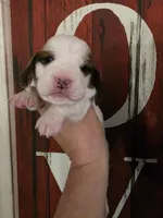 Tigress, a female Basset Hound for sale in Show Low, AZ – 6 of 8