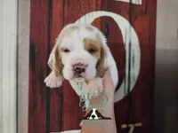 Spike, a male Basset Hound for sale in Show Low, AZ – 5 of 9