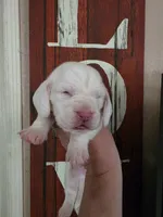 Lucky Flickerman lace ears& blue eyes, a male Basset Hound for sale in Show Low, AZ – 10 of 10