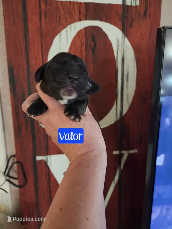 Valor – Basset Hound puppy for sale in Show Low, AZ