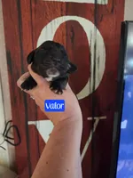 Valor, a male Basset Hound for sale in Show Low, AZ – 1 of 5