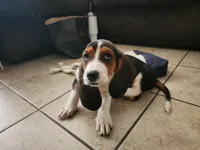 Sally May, a female Basset Hound for sale in Show Low, AZ – 8 of 10