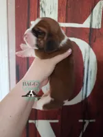 Simea, a female Basset Hound for sale in Mesa, AZ – 2 of 8