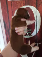 Simea, a female Basset Hound for sale in Mesa, AZ – 4 of 8