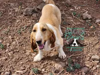 Penny, a female Basset Hound for sale in Mesa, AZ – 4 of 6