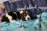 Sina, a female Basset Hound for sale in Mesa, AZ – 8 of 10