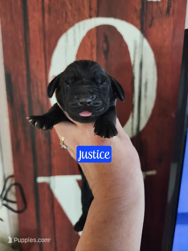 Justice – Basset Hound puppy for sale in Show Low, AZ