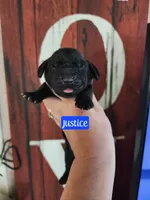 Justice, a male Basset Hound for sale in Show Low, AZ – 1 of 6