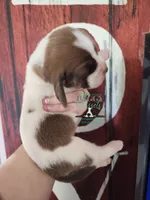 Tahiti, a female Basset Hound for sale in Mesa, AZ – 2 of 8