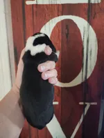Liberty, a female Basset Hound for sale in Show Low, AZ – 5 of 6