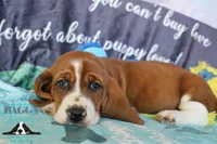 Simea, a female Basset Hound for sale in Mesa, AZ – 8 of 10