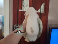 Discord, a male Basset Hound for sale in Show Low, AZ – 9 of 9