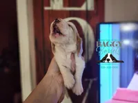 King Sombra, a male Basset Hound for sale in Show Low, AZ – 7 of 10