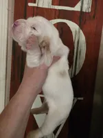 Sejanus lace ear & blue eyes, a male Basset Hound for sale in Show Low, AZ – 8 of 10