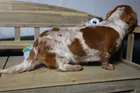 Ginny, a female Miniature Dachshund for sale in Show Low, AZ – 7 of 7