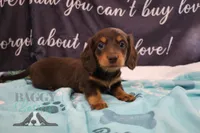 Penny, a female Miniature Dachshund for sale in Mesa, AZ – 3 of 10