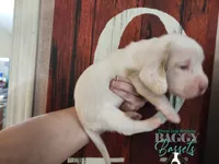 Cadence , a male Basset Hound for sale in Show Low, AZ – 3 of 10