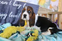 Sina, a female Basset Hound for sale in Mesa, AZ – 3 of 10