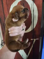 Honor, a female Basset Hound for sale in Show Low, AZ – 3 of 6