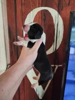 Hero, a male Basset Hound for sale in Show Low, AZ – 3 of 5