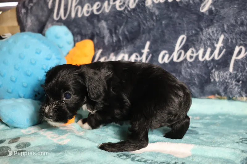 Duke – Miniature Schnauzer, Cavalier King Charles Spaniel puppy for sale in Show Low, AZ
