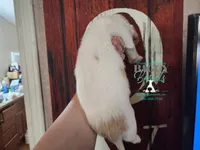 Spike, a male Basset Hound for sale in Show Low, AZ – 7 of 9