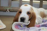 processed/cb8bd5fb-a62b-443f-8d33-b4817364ef2b/listing/fe5ae3f2-7d06-44f1-8339-333654df3b93/1d750917-1add-47e3-95b5-243fd2b852f0