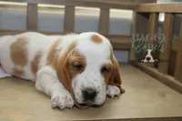 processed/cb8bd5fb-a62b-443f-8d33-b4817364ef2b/listing/fe5ae3f2-7d06-44f1-8339-333654df3b93/26afc638-a566-4c2d-bf35-b99fd47fb28d