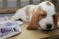 processed/cb8bd5fb-a62b-443f-8d33-b4817364ef2b/listing/fe5ae3f2-7d06-44f1-8339-333654df3b93/729171ca-ba76-4b4c-b0e3-e1e4aa09349e