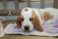 processed/cb8bd5fb-a62b-443f-8d33-b4817364ef2b/listing/fe5ae3f2-7d06-44f1-8339-333654df3b93/92338ef3-8315-4aa7-843f-cfc4bd24b30a